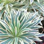 7 variegated euphorbias