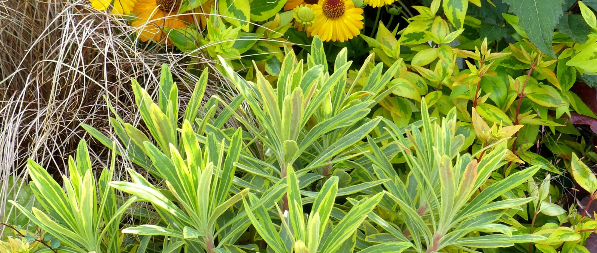 7 Euphorbias for borders