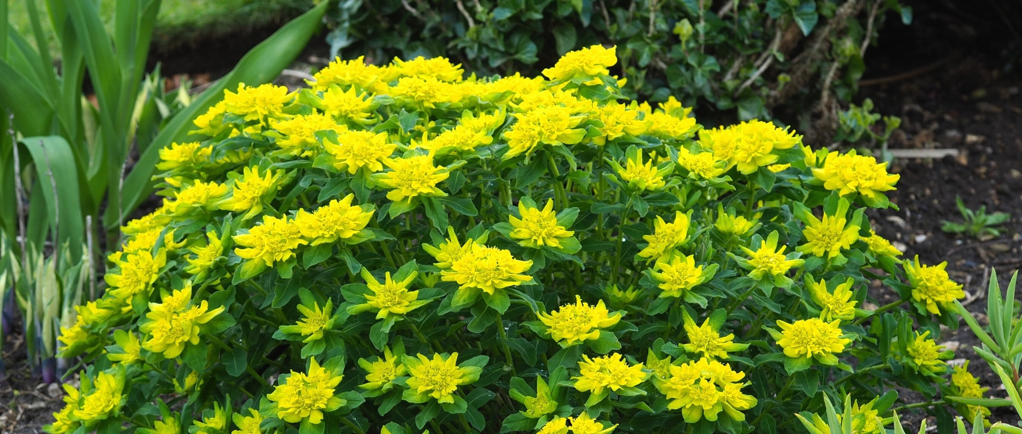 7 Euphorbias for borders