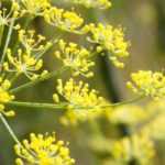8 beautiful ideas to pair Fennel