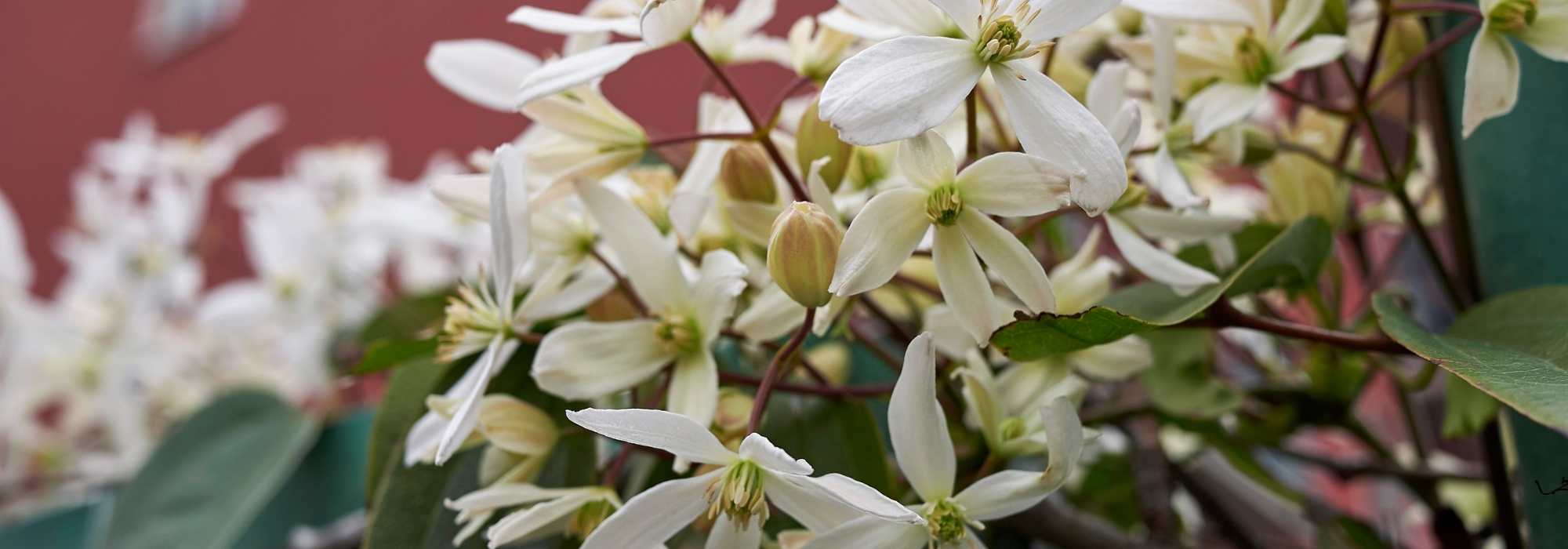 6 climbing plants for winter flowering