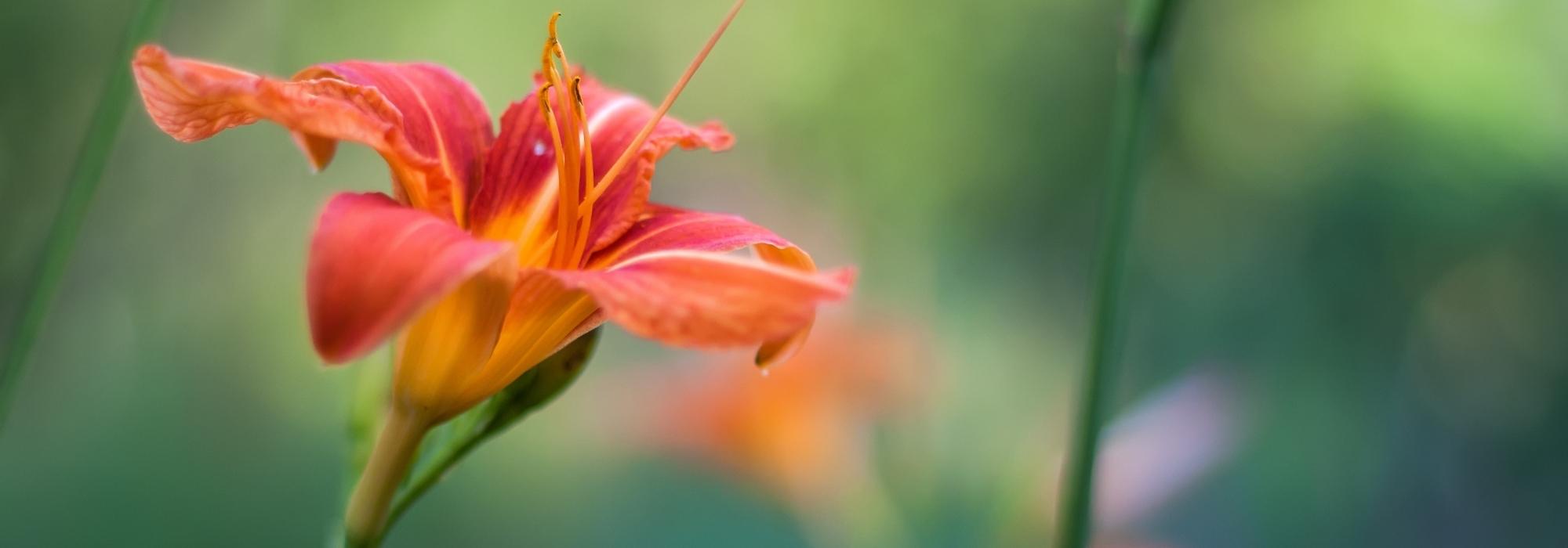 Growing a daylily in a pot