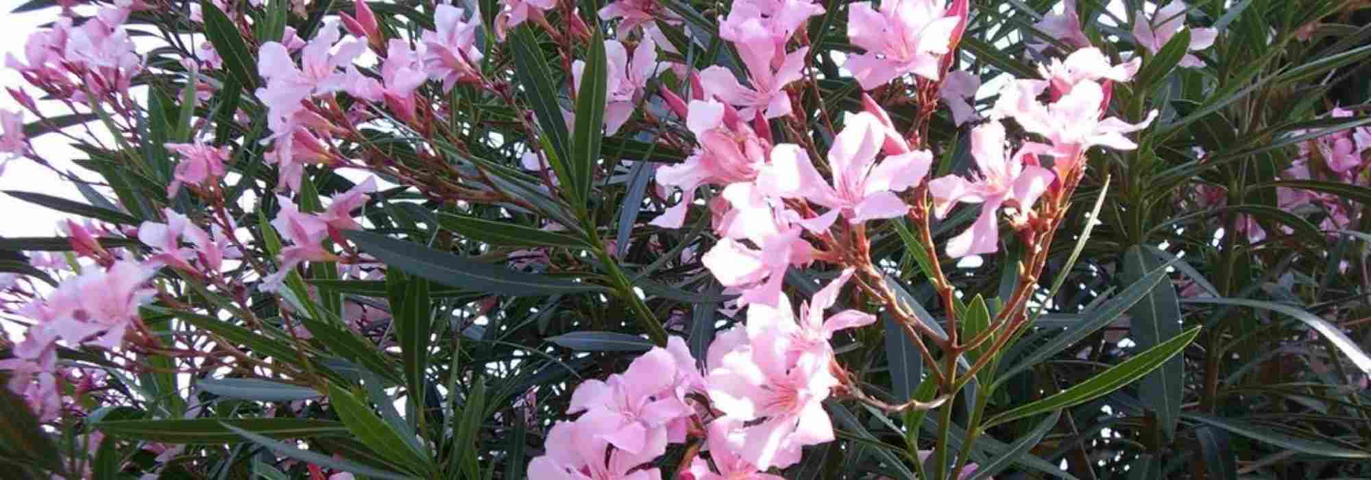 Which oleander to plant according to your region?