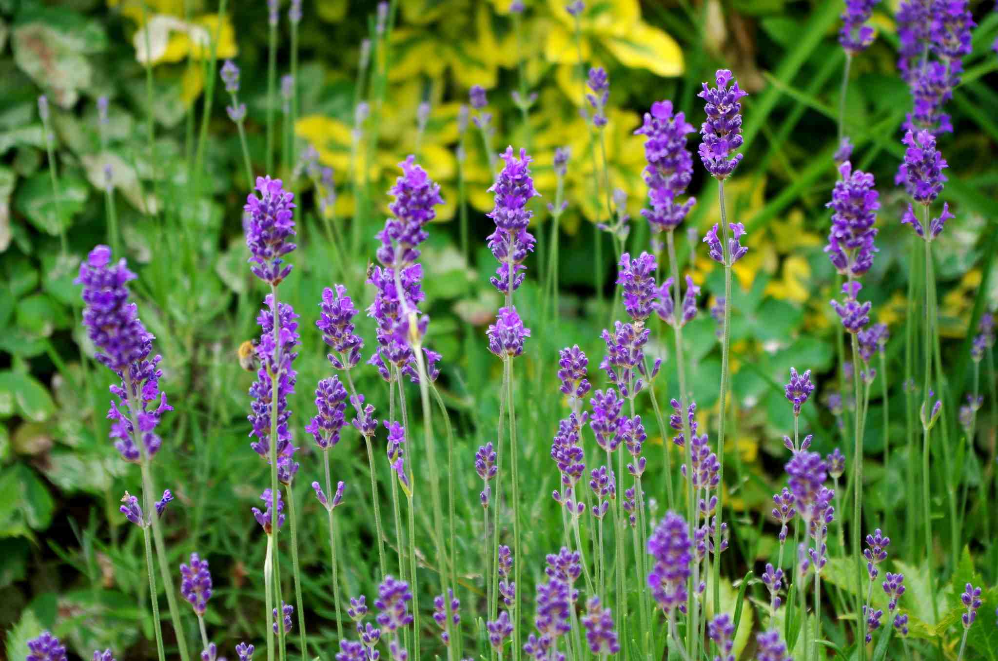 Lavenders: the most beautiful varieties