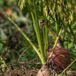 Diseases and pests of carrots