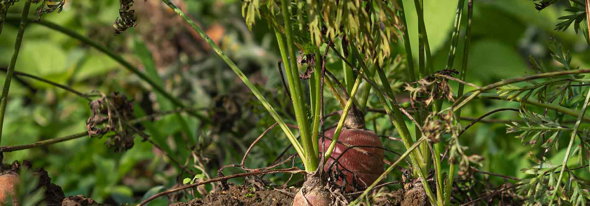 Diseases and pests of carrots