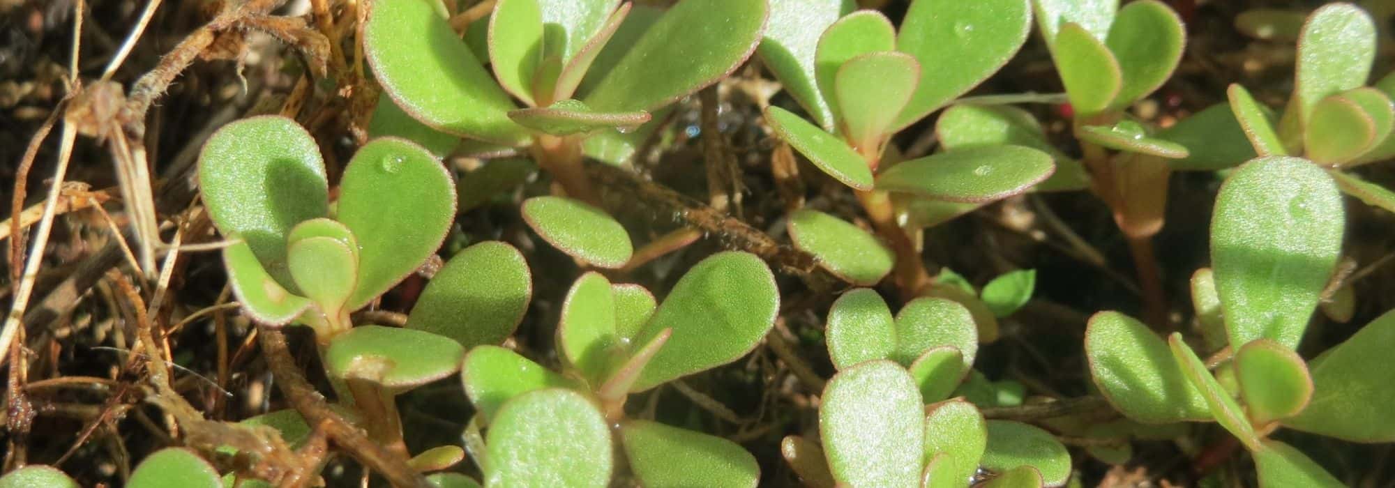 Purslane: sowing, growing and harvesting