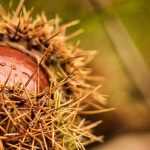 Harvesting and storing chestnuts