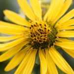 Silphium: planting, growing