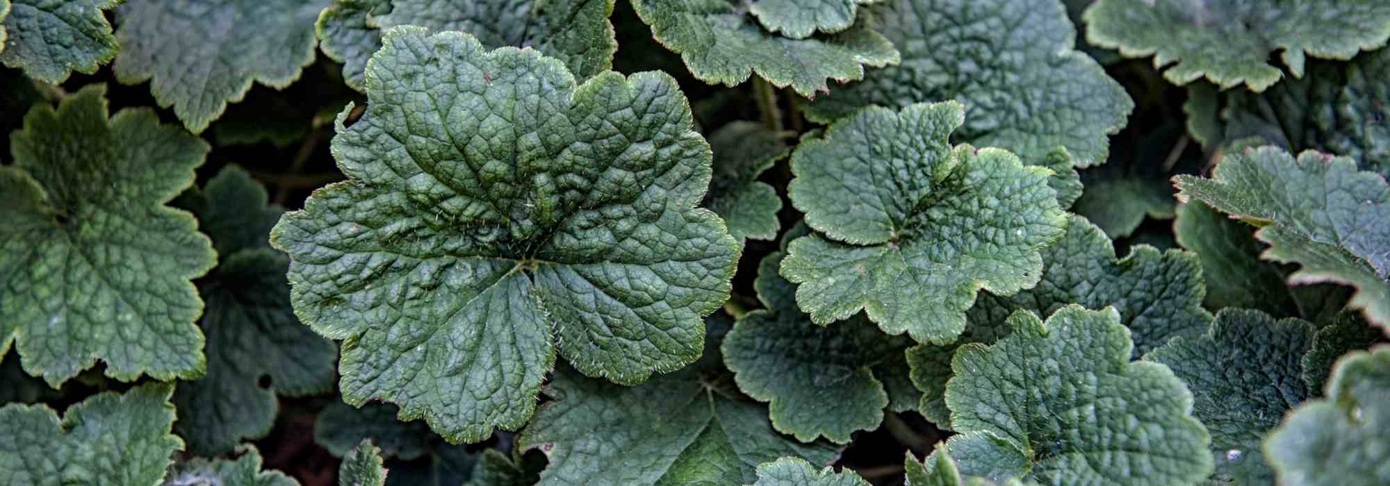 Tellima grandiflora: planting, care