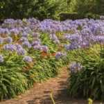 Which agapanthus to plant according to your region?