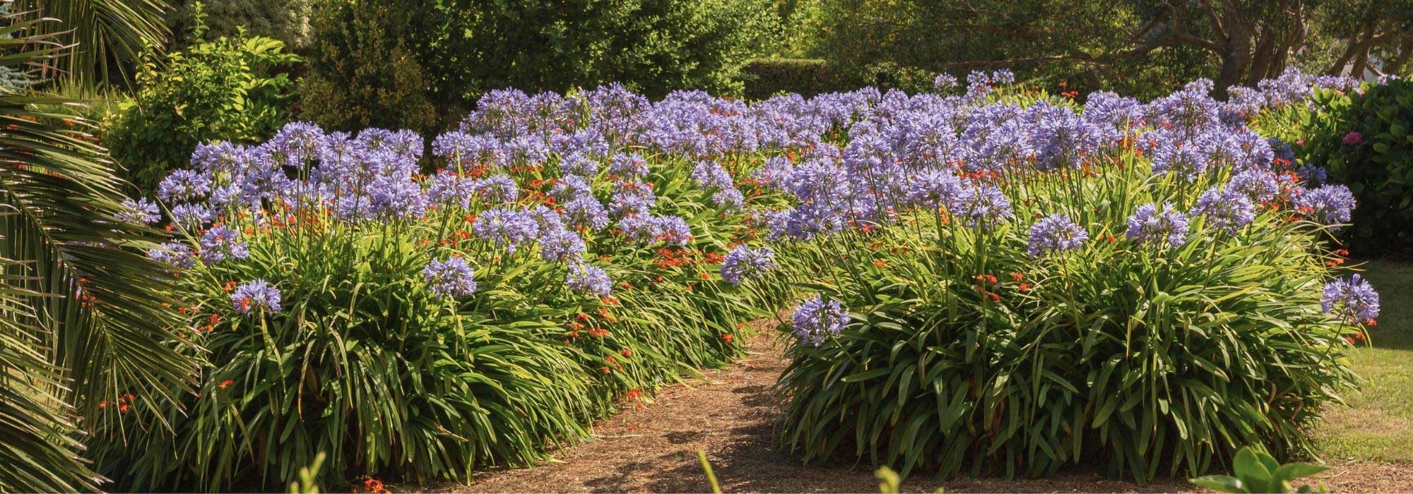 Which agapanthus to plant according to your region?