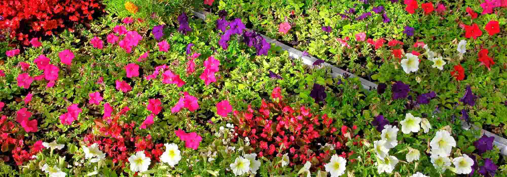 Annuals: seed, plug plant or pot?