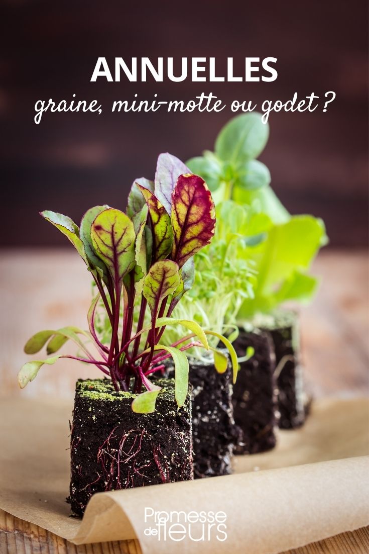 annuals seed mini plug or bucket