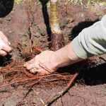 Planting trees and shrubs in bare roots