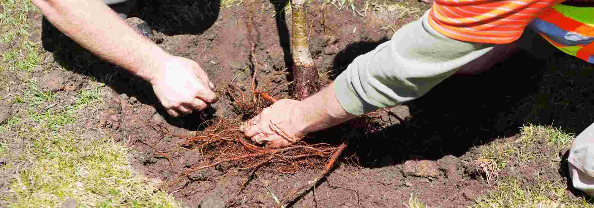Planting trees and shrubs in bare roots
