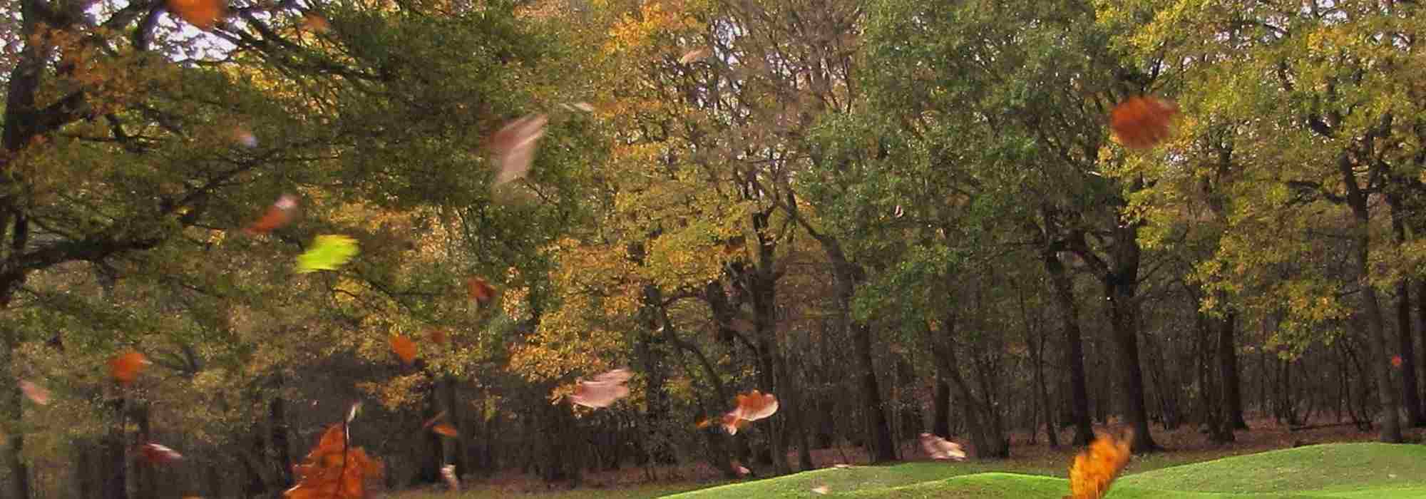 Protecting a very windy garden