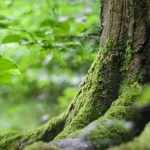 5 trees for a North-facing garden