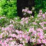 6 shrubs for a North-facing garden