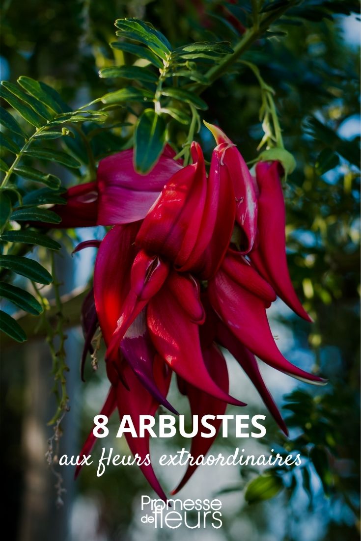 extraordinary bush flowers