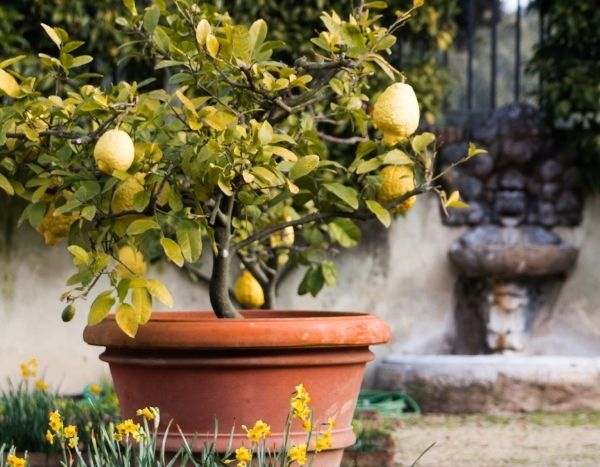 How to water a lemon tree well