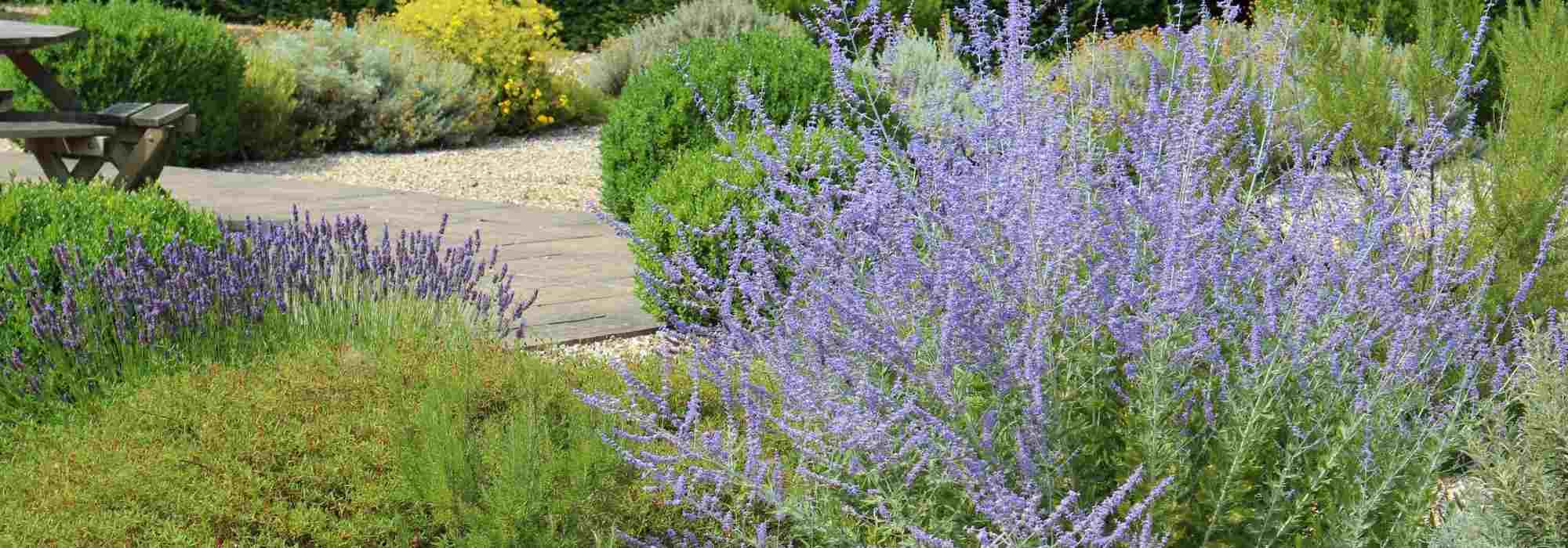 Pairing ideas with Perovskia