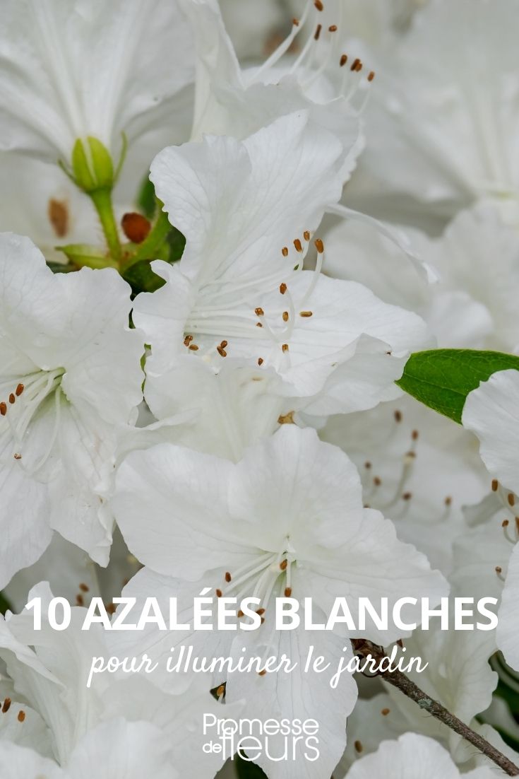 white azalea