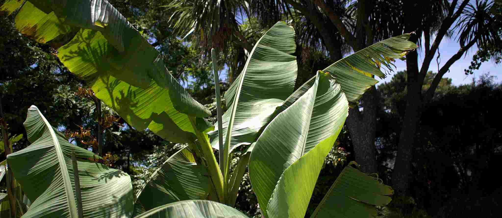 Which banana plant to grow depending on your region?