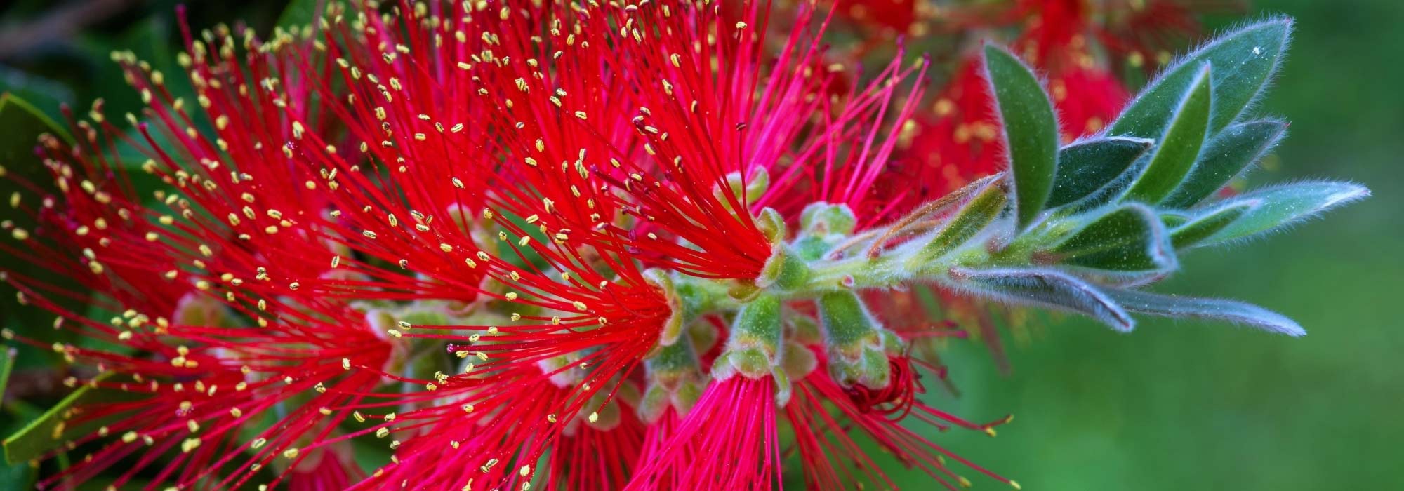 How to choose a Callistemon?