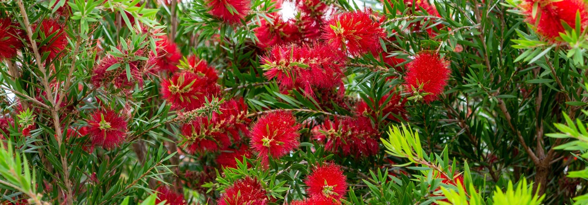 How to pair Callistemon?