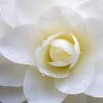7 classic white camellias