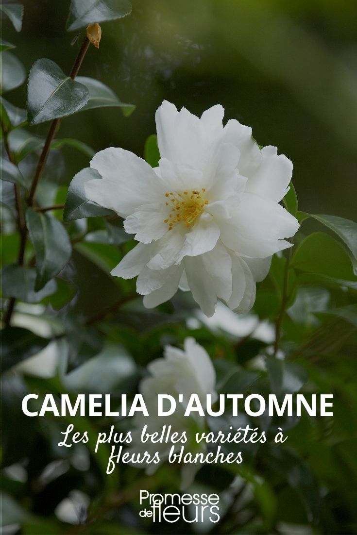 white sasanqua camellia