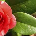 7 camellias to grow in pots