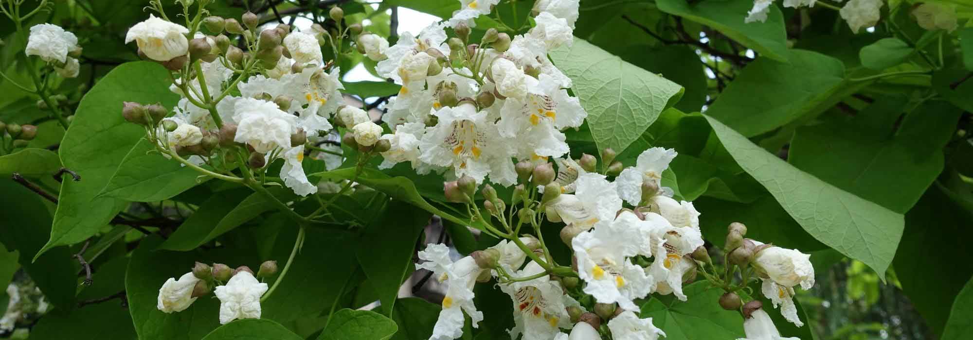 How to pair Catalpa?