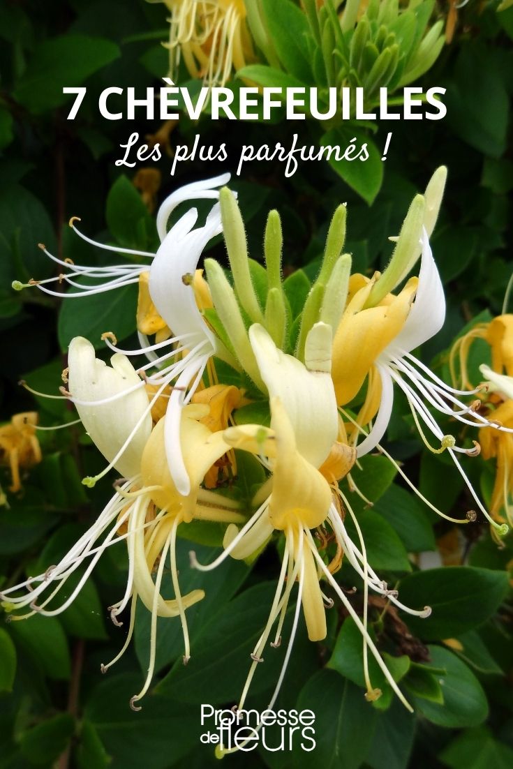 fragrant honeysuckle