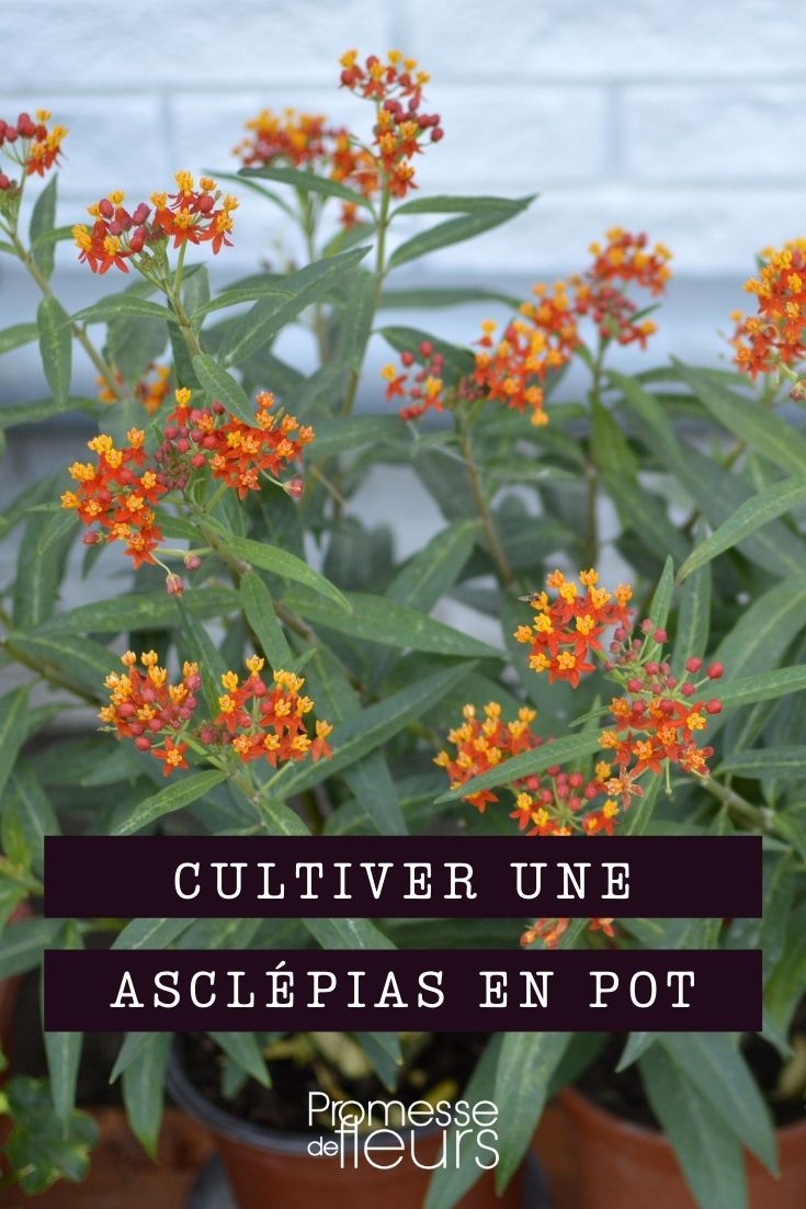 Growing Asclepias in Containers

Asclepias, commonly known as milkweed, is not only a stunning addition to your garden but also plays a crucial role in the lifecycle of monarch butterflies. Cultivating Asclepias in containers is an excellent option for those with limited space or who wish to enjoy these vibrant plants on patios or balconies.

### Choosing the Right Container

Select a pot that is at least 12-16 inches deep and wide to accommodate the deep roots of Asclepias. Ensure the container has adequate drainage holes to prevent waterlogging, which can lead to root rot.

### Soil and Planting

Use a well-draining potting mix to fill your container. Avoid garden soil as it can compact and hinder drainage. Plant your Asclepias at the same depth it was in its nursery pot. After planting, water thoroughly to settle the soil around the roots.

### Location

Place your container in a location that receives full sun for at least six hours a day. Asclepias thrives in bright sunlight, which promotes vigorous growth and abundant flowering.

### Watering

Water your potted Asclepias when the top inch of soil feels dry. Be cautious not to overwater, as Asclepias does not like soggy conditions. During hot, dry periods, you may need to water more frequently.

### Feeding

Feed your Asclepias with a balanced, slow-release fertilizer at the beginning of the growing season to support its growth and flowering. Avoid over-fertilizing, which can lead to excessive foliage at the expense of flowers.

### Overwintering

In cooler climates, Asclepias in containers may need protection during winter. Move the pots to a frost-free area or provide insulation to the container to prevent the roots from freezing.

### Regular Care

Check for pests such as aphids and treat them promptly. Deadhead spent flowers to encourage new blooms and prevent self-seeding, which can be prolific.

By following these simple steps, you can successfully grow Asclepias in containers, adding a touch of nature's beauty to your outdoor space while supporting the beloved monarch butterflies.