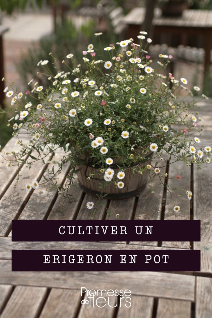 Growing Erigeron in Pots