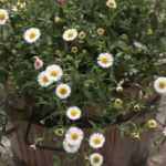 Erigeron: 7 ideas to beautifully pair it