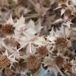 How to dry blue thistle flowers?