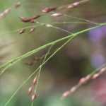 6 grasses for a North-facing garden