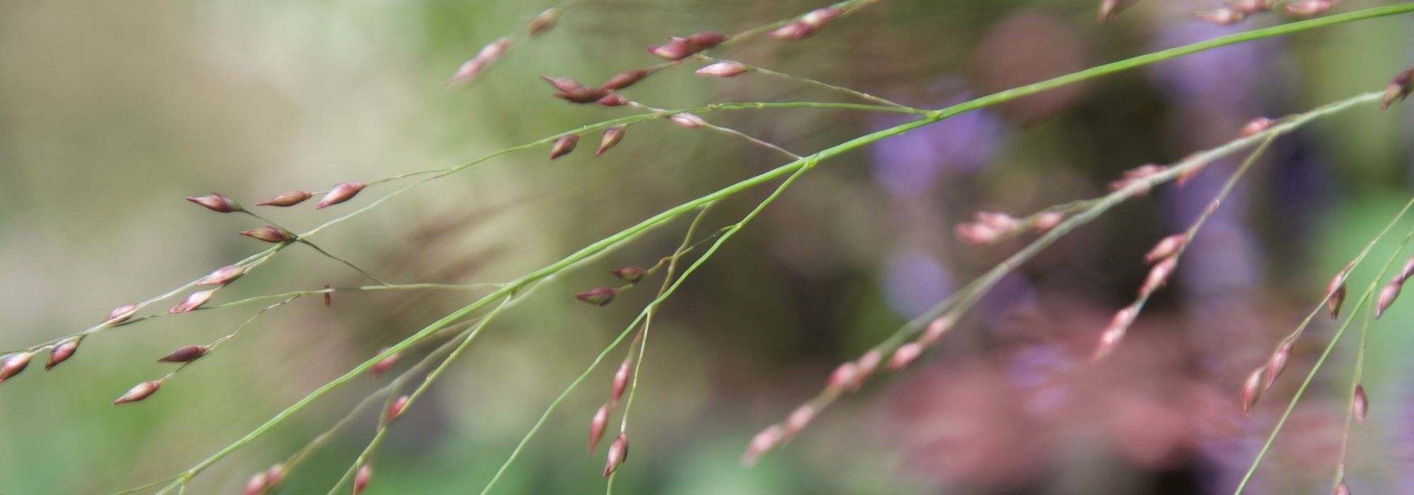 6 grasses for a North-facing garden