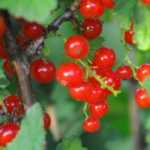 Planting gooseberries in bare roots