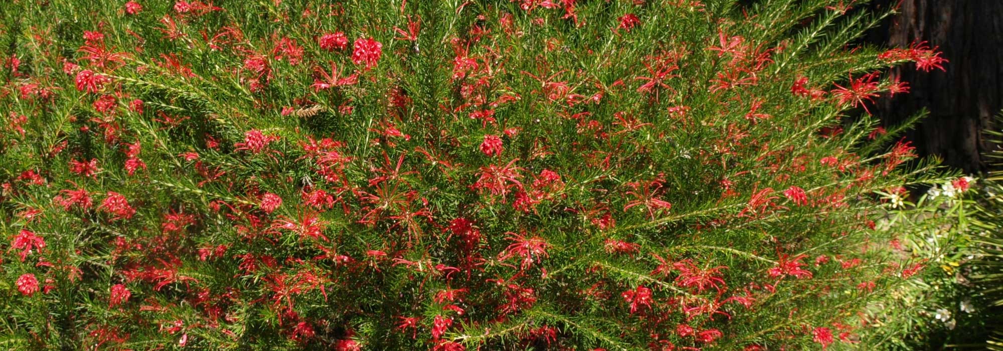 Drought-resistant hedge bushes