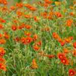 Growing helianthemum in a pot