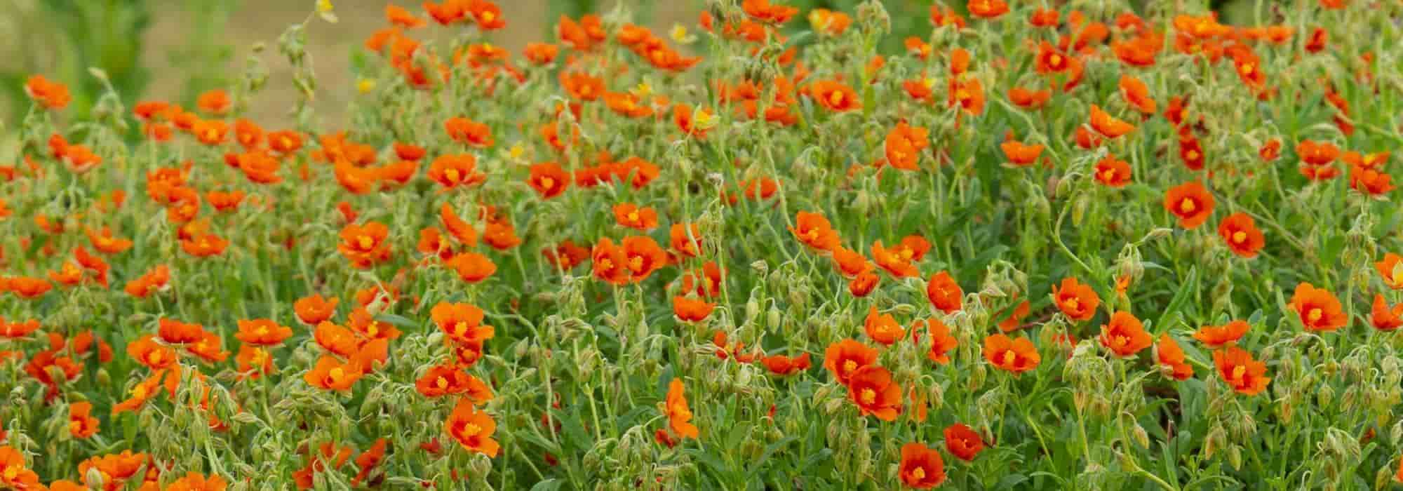 Growing helianthemum in a pot
