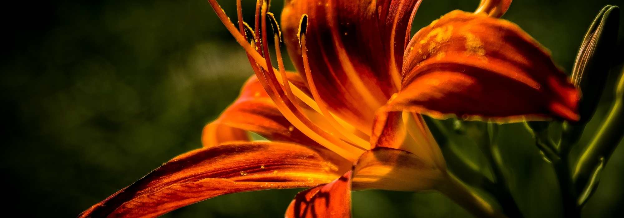 7 orange daylilies