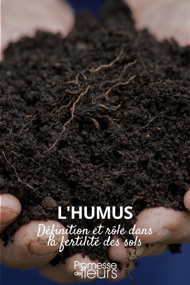 Humus is the organic component of soil, formed by the decomposition of leaves and other plant material by soil microorganisms. It is essential for the fertility of the earth, helping to improve soil structure, increase water retention, and provide nutrients necessary for plant growth.
