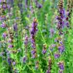 How to dry and use hyssop?