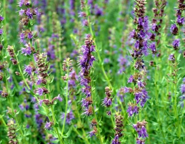 How to dry and use hyssop?