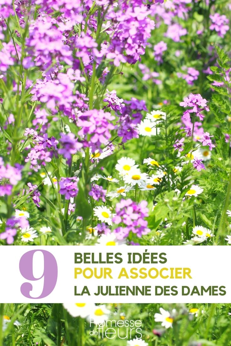 Hesperis matronalis - Companion Planting